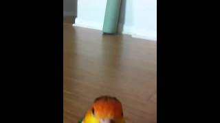 Waking caique