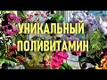 УНИКАЛЬНЫЙ ПОЛИВИТАМИННЫЙ КОНЦЕНТРАТ ДЛЯ БЫСТРОГО РАЗВИТИЯ И ДОЛГОГО ЦВЕТЕНИЯ ОРХИДЕЙ! РАСКОЧЕГАРЬ!👍