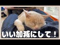 【悲報】何度どけても猫が諦めないのでこちらが諦めました