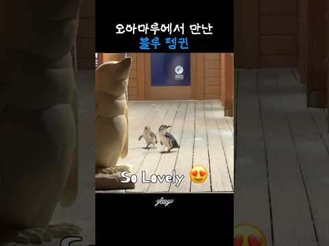 [🇳🇿뉴질랜드] 오아마루에서 만난 블루 펭귄 #Shorts #블루펭귄
