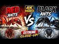 🐜 Red vs Black Ants in 4K | Extreme Macro Close Up 🐜