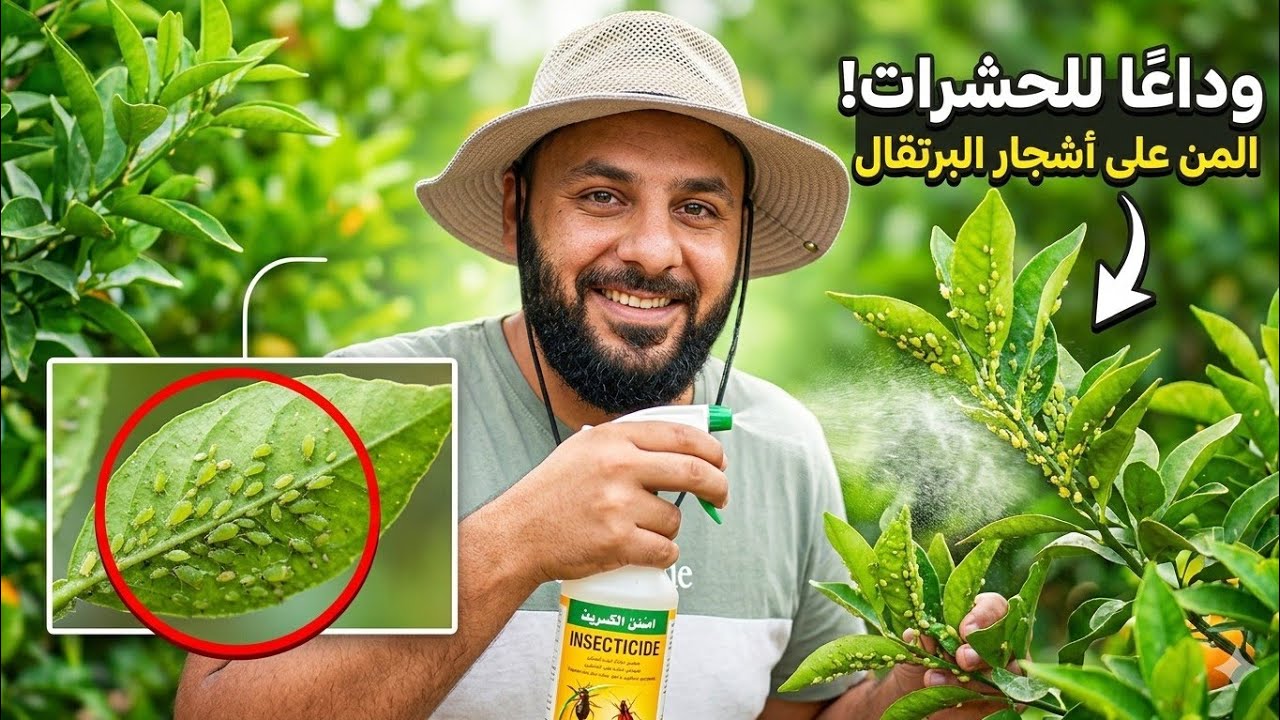 حياة المزرعة كيف نزرع شتله  العنب الكبيرة خطوة بخطوة