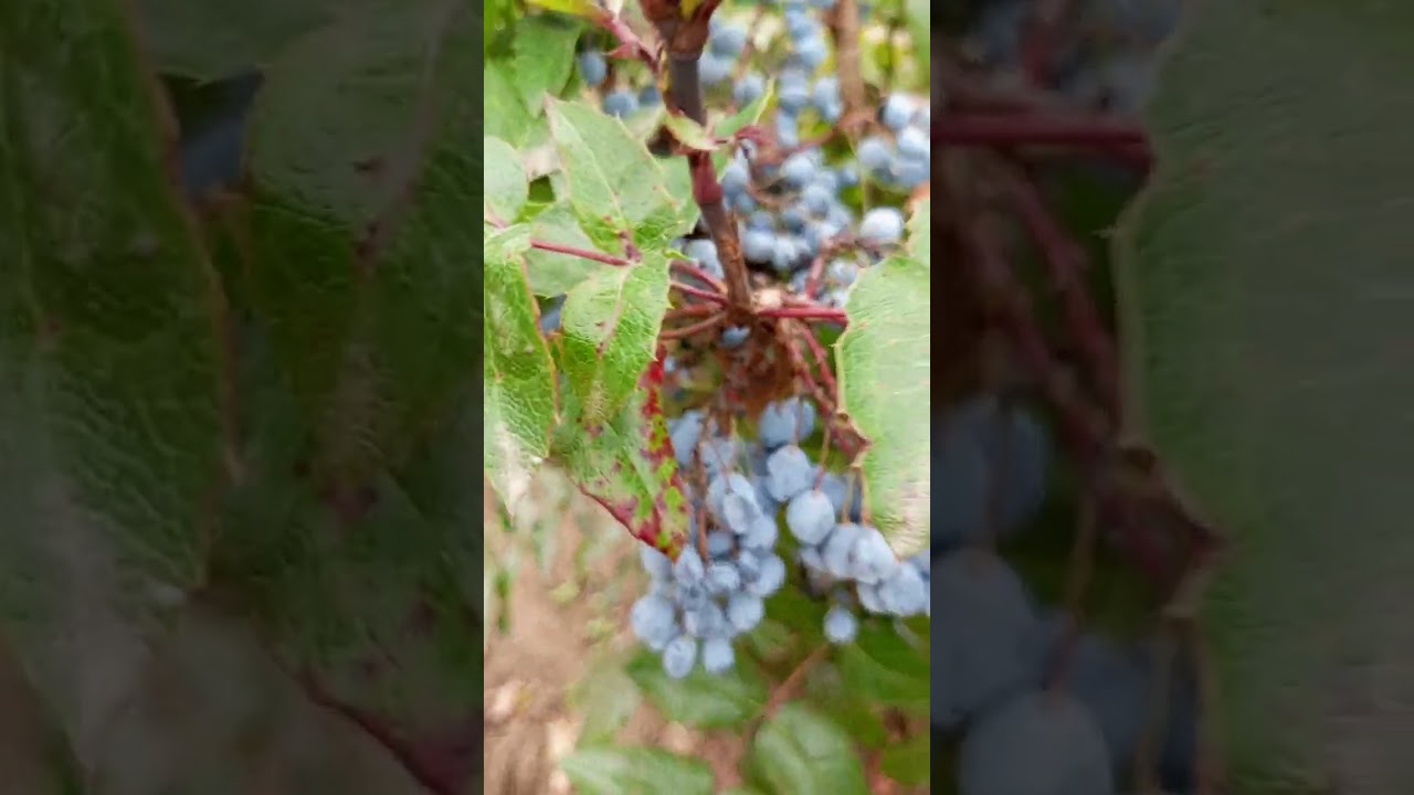 Магония осенью