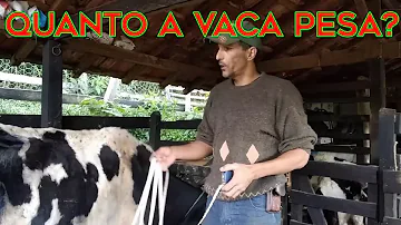 Como saber o peso de um boi com uma fita métrica?