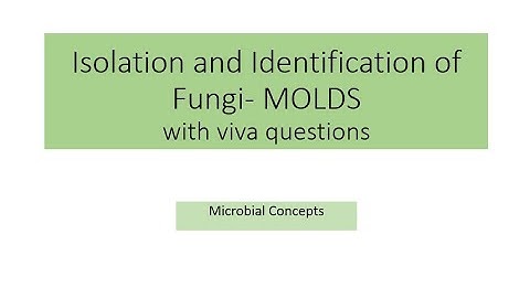 All about Isolation and identification of fungi (Molds) | MSc practical series | Microbiology