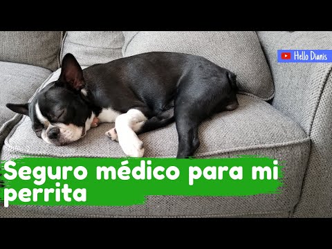 Video: Dentro Del Seguro De Salud Para Mascotas: Una Entrevista Con El Director Ejecutivo De Embrace Pet Insurance