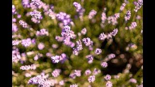 Lavender in Provence by Chez Pluie Provence 35 views 7 months ago 58 seconds