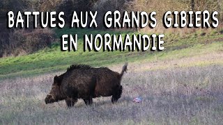 Battues aux grands gibiers en Normandie