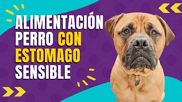 ¿Qué aspecto tiene la comida para perros en mal estado?