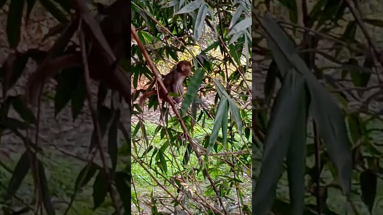 # monkey🐒 video. watch alone monkey babies activities. watch like share and subscribe🌹please🌹.