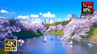 [ Tokyo | Japan🇯🇵]  Chidorigafuchi Cherry Blossom 2024  |  千鳥ヶ淵緑道の桜並木