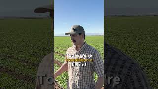 Meet a Generational Farmer in Californias Imperial Valley