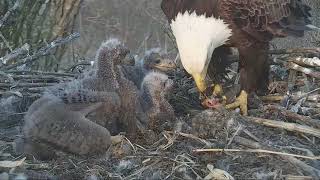 Decorah Eagles Mom With 2 Fish \& Excellent Feeding 4\/26\/18