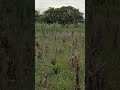 mas um vídeo mostrando a paisagem do sítio cajueiro Lagoa salgada RN