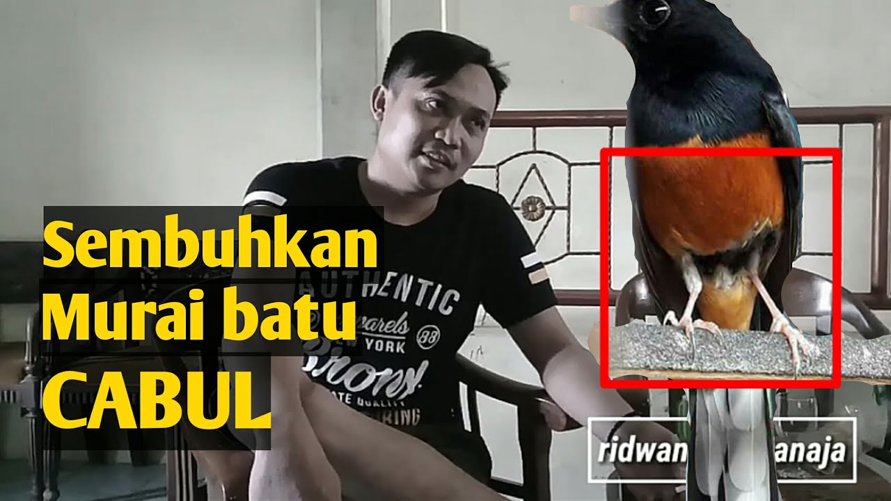 Cara Mengobati Murai batu nyabutin bulu CABUL