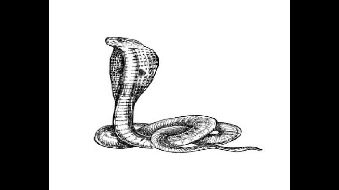 Featured image of post King Cobra Snake Images Drawing Brown cobra snake king cobra reptile gaboon viper cobra snake file image file formats animals png
