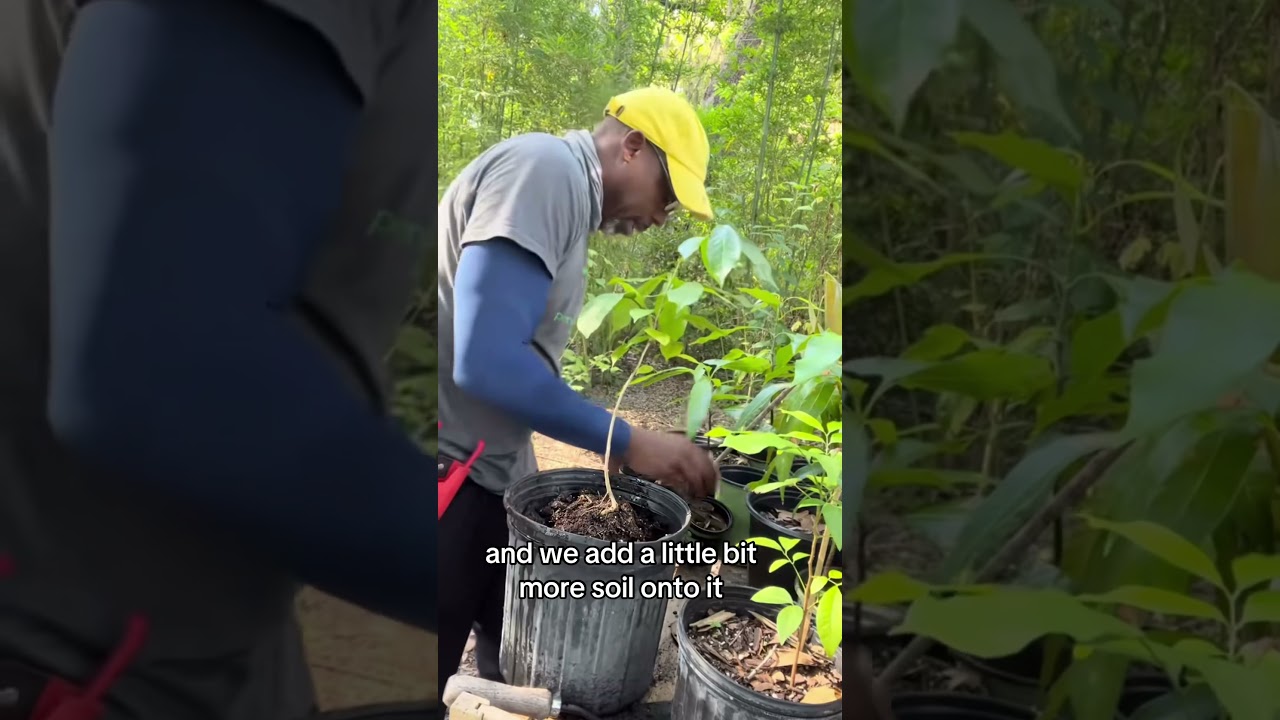 How to up pot plants 