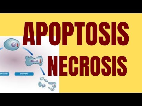 Vídeo: Diferencia Entre Necrosis Y Apoptosis