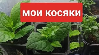 некоторые ошибки новичка колеброшки и гортензии