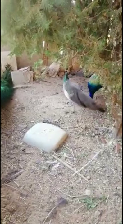 حقائق الطاووس يتزوج من اثنين لايرضى بواحده.