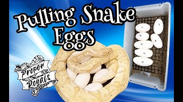 Pulling Ball Python Snake Eggs