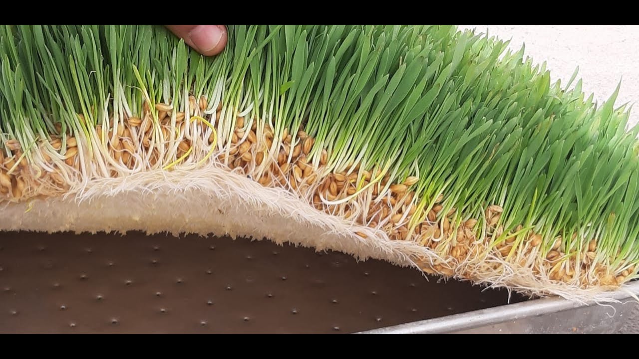 طريقة استنبات الشعير بدون غرفة