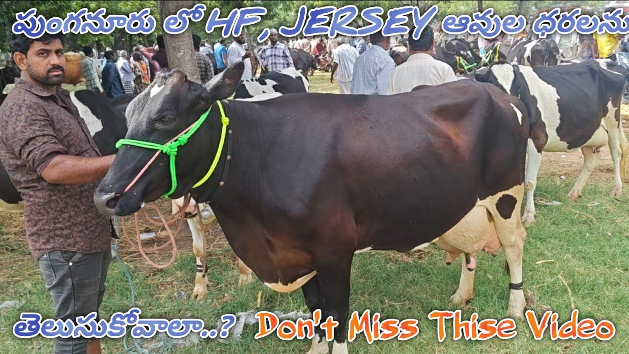 Best Hf, Jersey Cow Market going on every Wednesday in Punganur