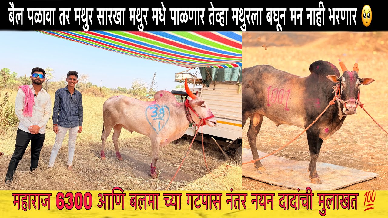 बैल पळावा तर मथुर सारखा मथुर मधे पाळणार तेव्हा मथुरला बघून मन नाही भरणार 🥺| पुणेचा बलमा मुलाखत 