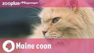 Portret rasy Maine coon: Charakter, utrzymanie i pielęgnacja