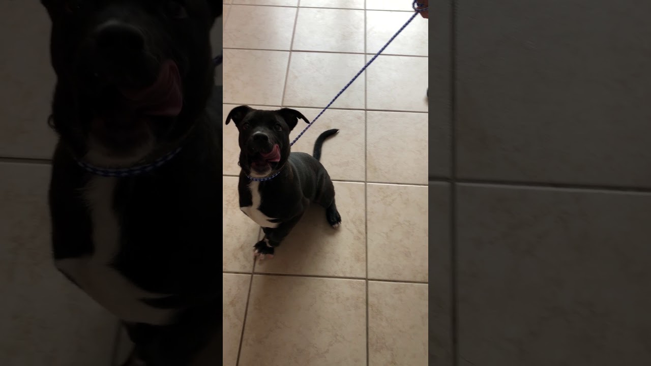 Adoptable dog Java through www.gdrne.com - YouTube