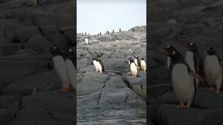 పెంగ్విన్ గురించి తెలుసా?|penguin🐧 life story#facts #penguin