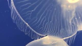 World Jellyfish Day | SeaWorld Orlando