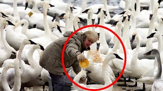 Girl Fed Swans for Years. Then One Day, They Gave Her an Unexpected Gift in Return!
