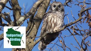 Finding a Barred Owl: The Watchful Eyes of the Forest