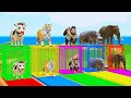 Long Slide Game With Cow Elephant Gorilla Hippopotamus Tiger 3d Animal Game Funny 3d Animals