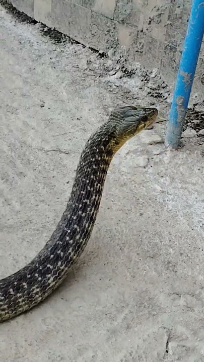 Very Big Checkered keel Back Snake #snake babu #madurai #trending #viralvideo #vlogs #reels #indian