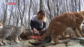 Barınakta Kedi Ve Köpeklere Mozart Dinletiliyor