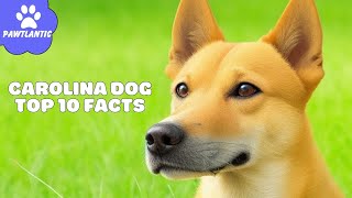 Carolina Dog - Top 10 Facts | Dog Facts by Vibeza - Paw 48 views 8 months ago 2 minutes, 30 seconds