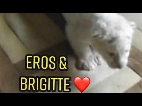 La belle relation entre Brigitte et Eros le tigre blanc ❤️