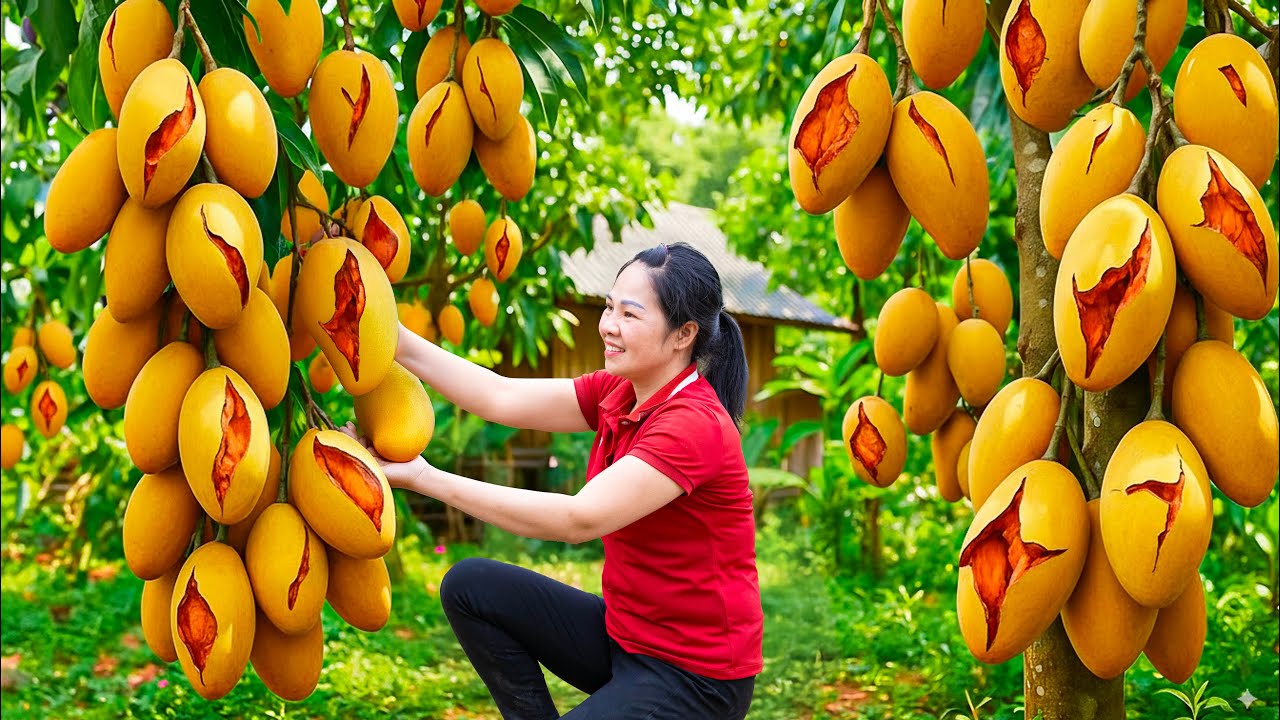 Harvesting 1000+ Gold Mine of the old Forest & Go to Market Sell | Phương Countryside | Lý Thị Hằng