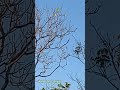 Tizil cantando na natureza...#aves #brasil #passarinho #sertão #natureza