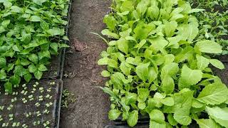 Tempat Pembibitan Sayur Mayur Guna Keperluan Jumat Berkah