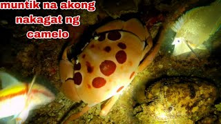 EP257 MUNTIK NA AKONG MAKAGAT NG CAMELO NIGHT SPEARFISHING