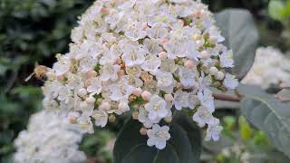 מורן החורש פורח رباطية غارية Viburnum tinus is blooming