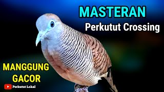 Suara Perkutut Crossing Gacor Manggung Bagus Untuk MASTERAN Agar Cepat Bunyi Paling Ampuh #perkutut