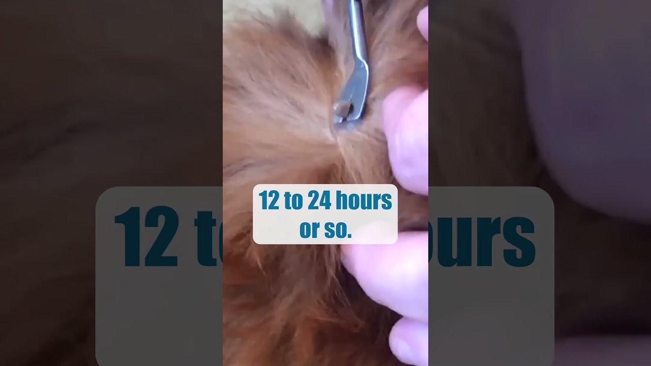 How To Remove A Dog Tick 