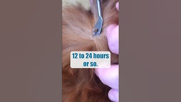 How To Remove A Dog Tick 🤢