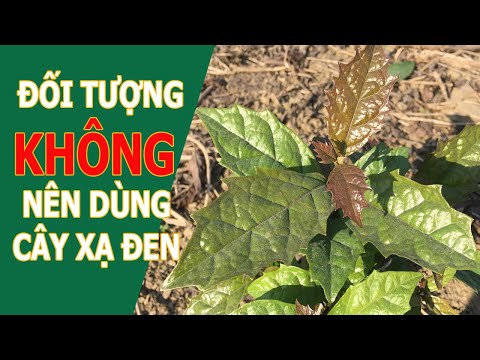 [CHIA SẺ] NHỮNG ĐỐI TƯỢNG KHÔNG NÊN DÙNG CÂY XẠ ĐEN - 0976 836 586