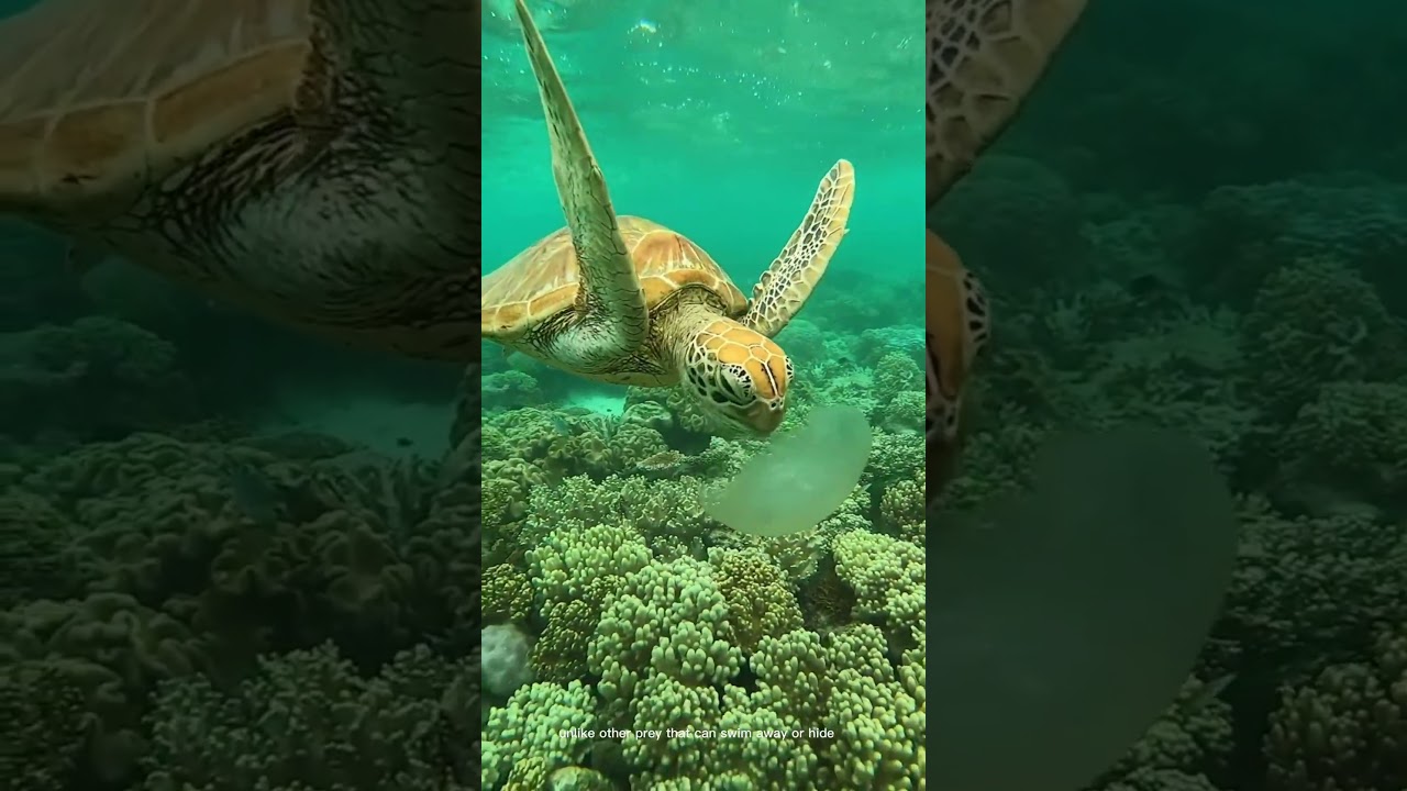 Turtles vs. Jellyfish: The Extraordinary Feeding Habits Revealed! | Facts About Turtles