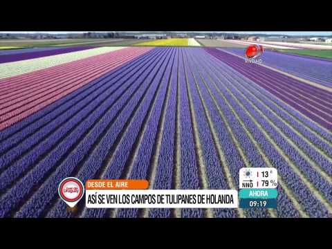 Video: Tulipanes En Campo Abierto. Parte 1